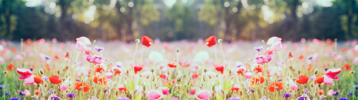 spring_selection_landing_page_0